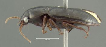 Media type: image;   Entomology 614255 Aspect: habitus lateral view